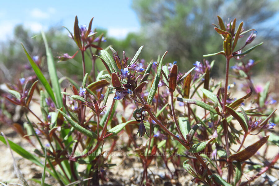 small-flowered blue-eyed-Mary (Collinsia parviflora) [Moffitt Road, Deschutes County, Oregon]