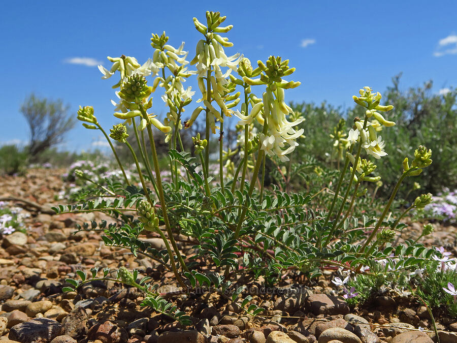 curve-pod milk-vetch (Astragalus curvicarpus) [Moffitt Road, Deschutes County, Oregon]