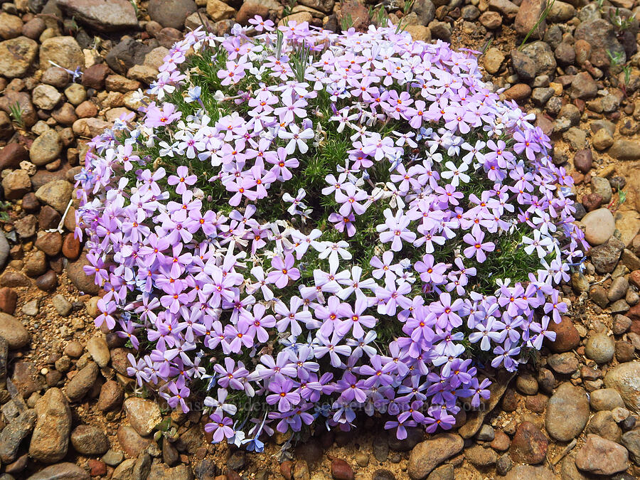 Hood's phlox (Phlox hoodii) [Moffitt Road, Deschutes County, Oregon]