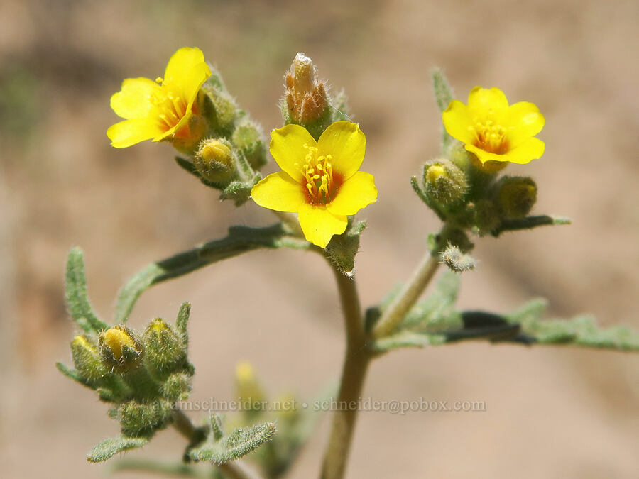 blazing-star (which?) (Mentzelia sp.) [Sage Hollow, Deschutes County, Oregon]