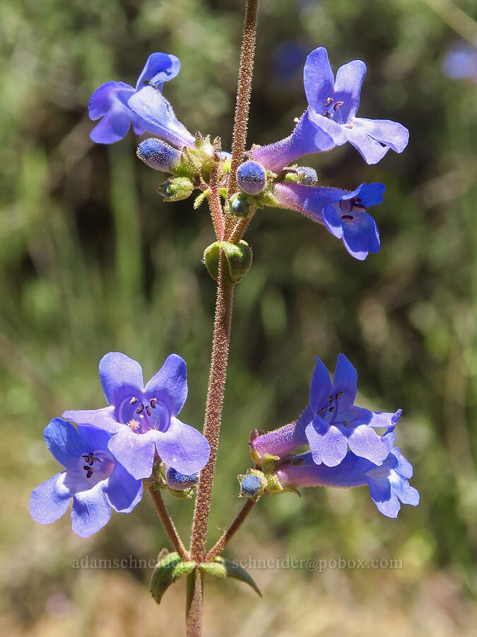 lowly penstemon (Penstemon humilis) [Sage Hollow, Deschutes County, Oregon]