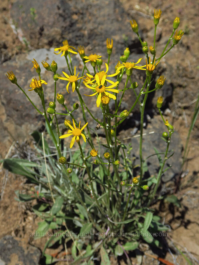 woolly groundsel (Packera cana (Senecio canus)) [Sage Hollow, Deschutes County, Oregon]