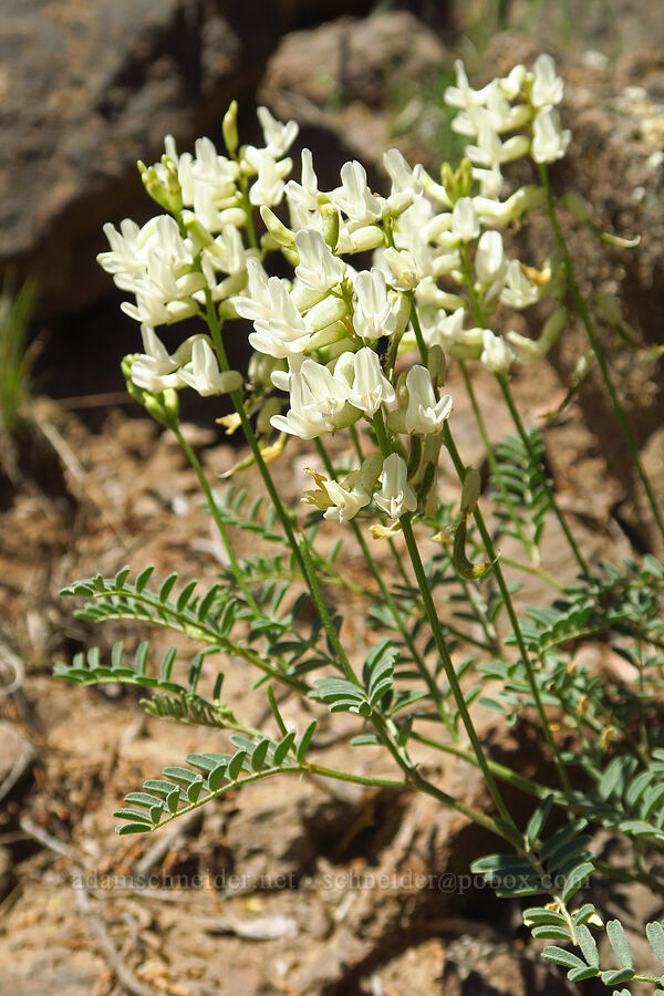 curve-pod milk-vetch (Astragalus curvicarpus) [Sage Hollow, Deschutes County, Oregon]
