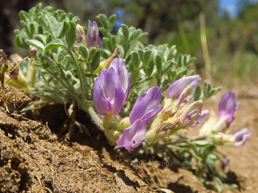 woolly-pod milk-vetch (Astragalus purshii) [Sage Hollow, Deschutes County, Oregon]