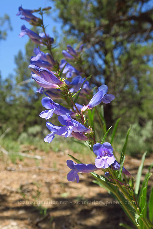 showy penstemon (Penstemon speciosus) [Sage Hollow, Deschutes County, Oregon]