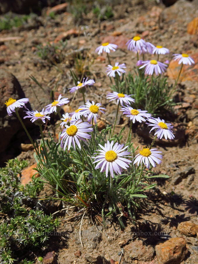 cushion fleabane (Erigeron poliospermus) [Sage Hollow, Deschutes County, Oregon]