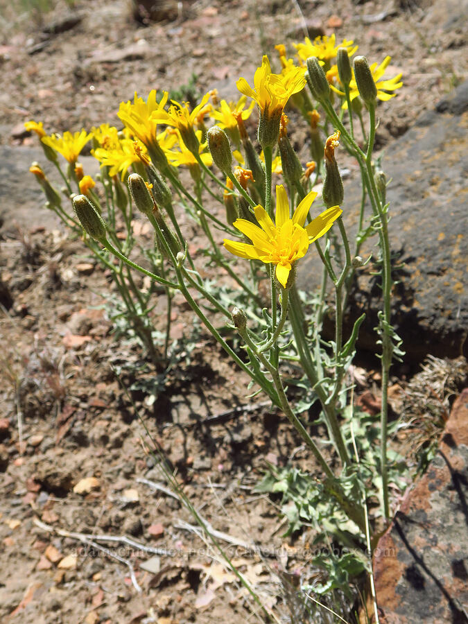 western hawksbeard (Crepis occidentalis) [Sage Hollow, Deschutes County, Oregon]