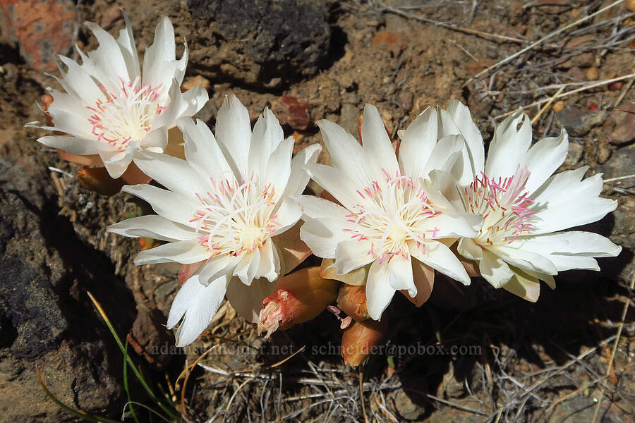 bitterroot (Lewisia rediviva) [Sage Hollow, Deschutes County, Oregon]