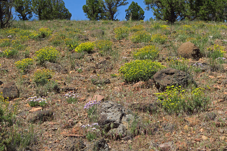 wildflowers [Sage Hollow, Deschutes County, Oregon]