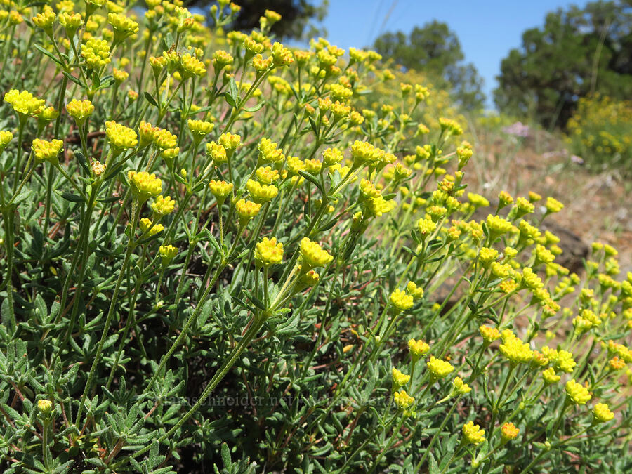 rock buckwheat (Eriogonum sphaerocephalum) [Sage Hollow, Deschutes County, Oregon]