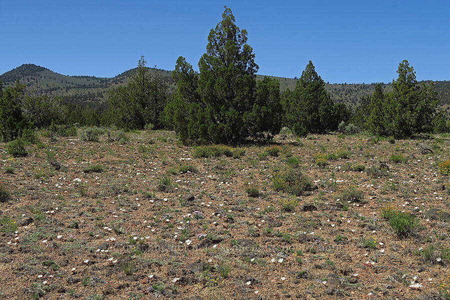 bitterroot (Lewisia rediviva) [Sage Hollow, Crook County, Oregon]
