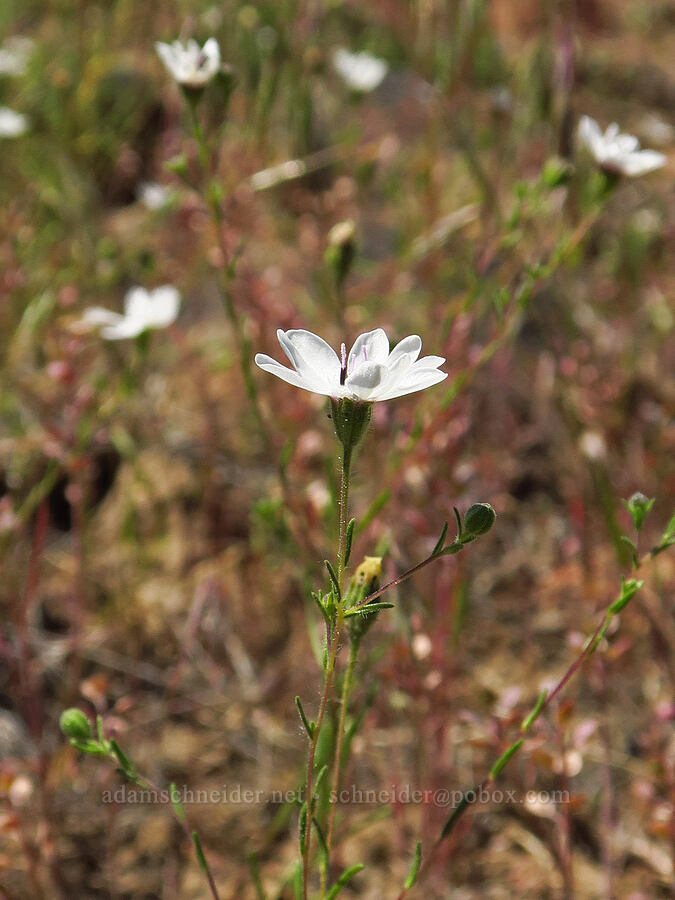 rough eyelash-weed (Blepharipappus scaber) [Sage Hollow, Deschutes County, Oregon]