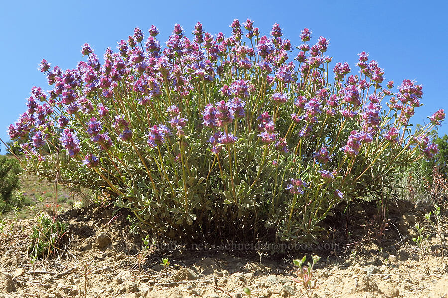 purple sage (Salvia dorrii) [Sage Hollow, Crook County, Oregon]