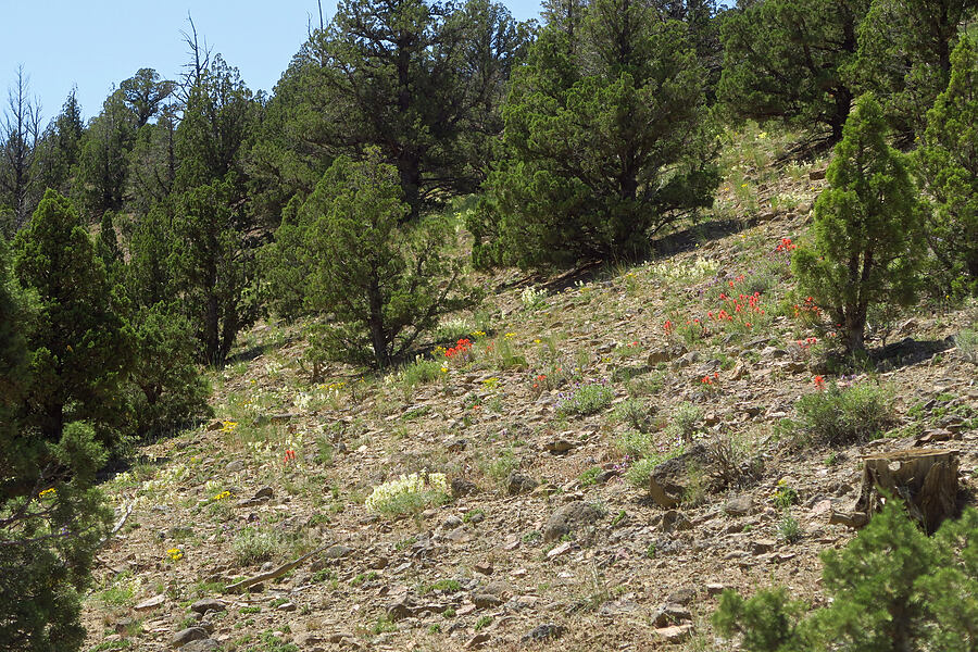 wildflowers [Sage Hollow, Crook County, Oregon]