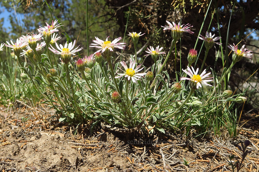 showy townsendia (Townsendia florifer (Townsendia florifera)) [Sage Hollow, Crook County, Oregon]