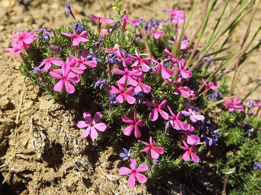 pink Hood's phlox (Phlox hoodii) [Sage Hollow, Crook County, Oregon]