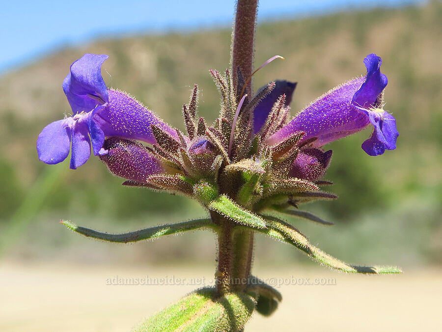 Roezl's penstemon (?) (Penstemon roezlii (Penstemon laetus ssp. roezlii)) [Sage Hollow, Crook County, Oregon]