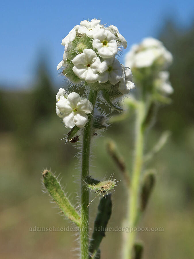 cock's-comb cryptantha (Oreocarya glomerata (Cryptantha celosioides)) [Sage Hollow, Crook County, Oregon]