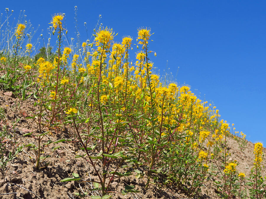 golden bee plant (Cleomella platycarpa (Peritoma platycarpa) (Cleome platycarpa)) [Crooked River Highway, Crook County, Oregon]