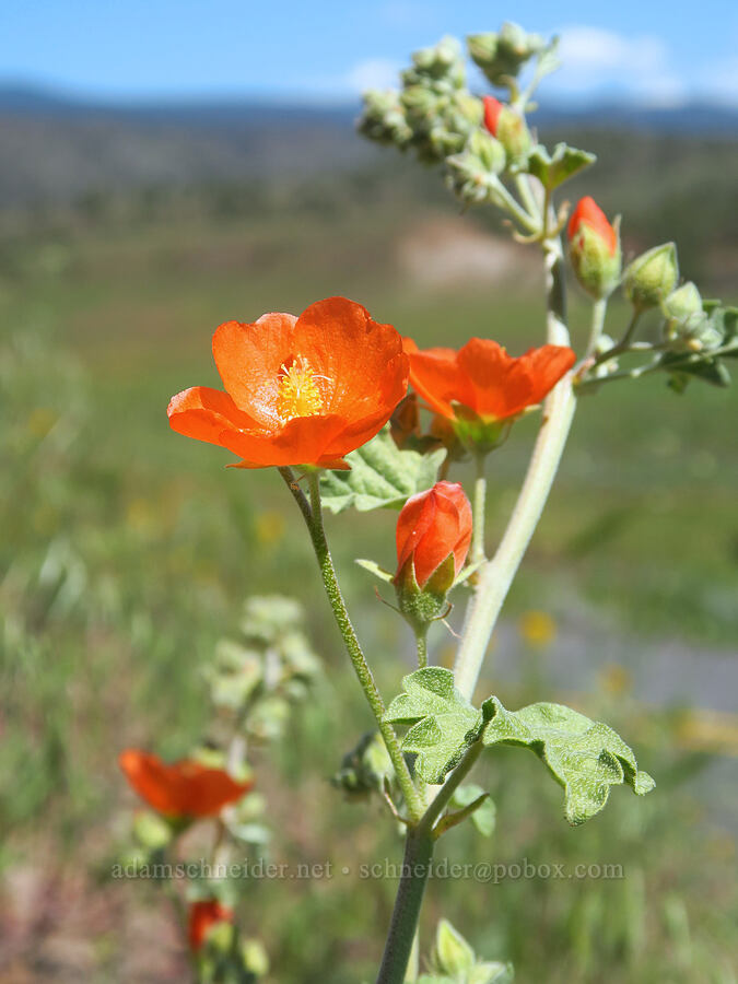 white-stem globe-mallow (Sphaeralcea munroana) [Crooked River Highway, Crook County, Oregon]