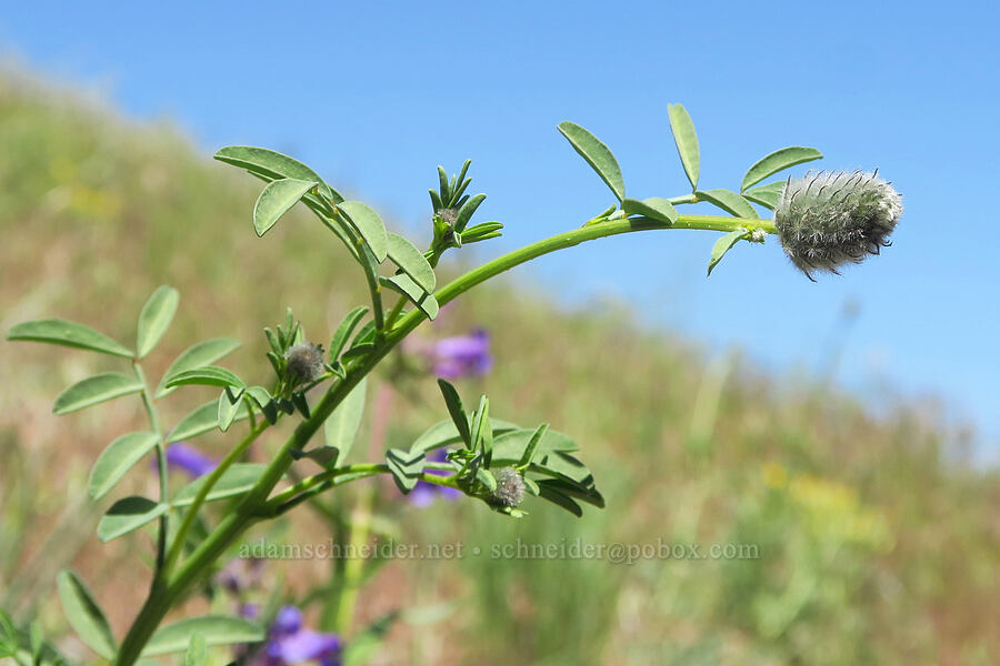 western prairie-clover, budding (Dalea ornata) [Crooked River Highway, Crook County, Oregon]