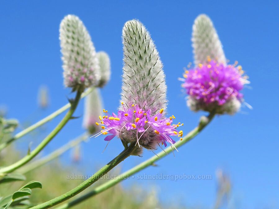 western prairie-clover (Dalea ornata) [Crooked River Highway, Crook County, Oregon]