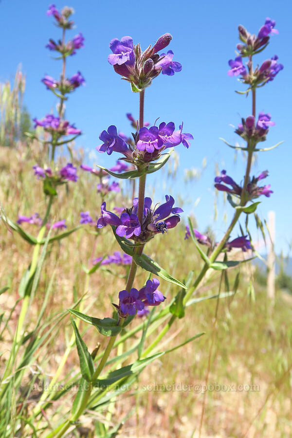 Roezl's penstemon (?) (Penstemon roezlii (Penstemon laetus ssp. roezlii)) [Crooked River Highway, Crook County, Oregon]