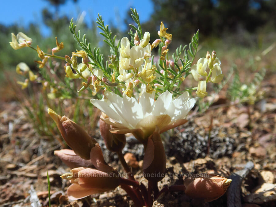 scabland milk-vetch & bitterroot (Astragalus misellus var. misellus, Lewisia rediviva) [Crooked River Highway, Crook County, Oregon]