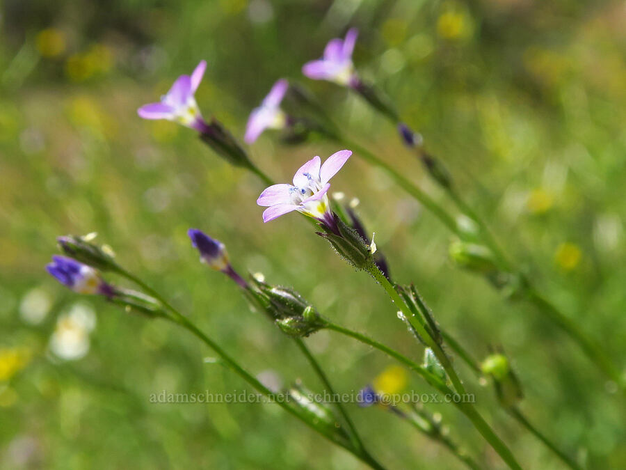 gilia (which?) (Gilia sp.) [Crooked River Highway, Crook County, Oregon]