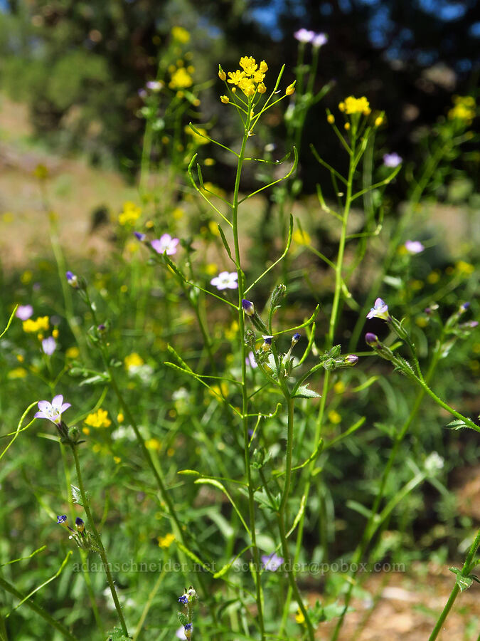cut-leaf tansy-mustard & gilia (Descurainia incisa, Gilia sp.) [Crooked River Highway, Crook County, Oregon]