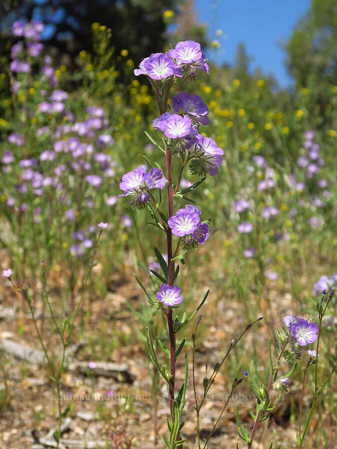 thread-leaf phacelia (Phacelia linearis) [Crooked River Highway, Crook County, Oregon]