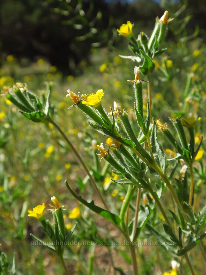 blazing-star (which?) (Mentzelia sp.) [Crooked River Highway, Crook County, Oregon]