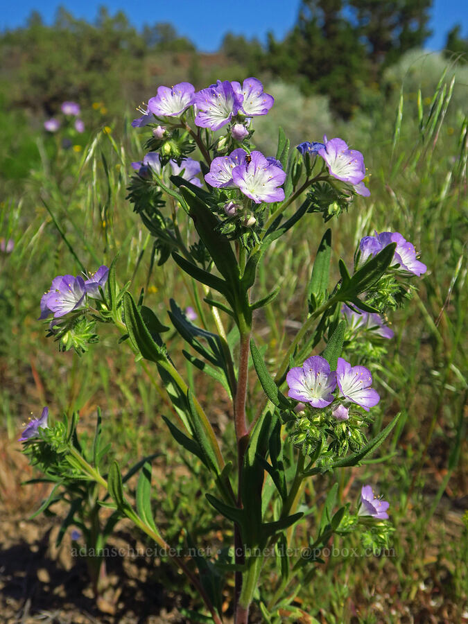 thread-leaf phacelia (Phacelia linearis) [Dry River Canyon, Deschutes County, Oregon]