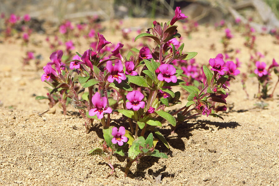 dwarf purple monkeyflower (Diplacus nanus (Mimulus nanus)) [Dry River Canyon, Deschutes County, Oregon]