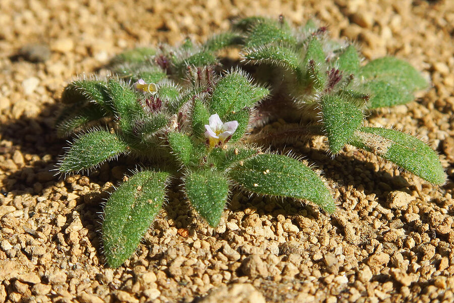leafy nama (Nama densa) [Dry River Canyon, Deschutes County, Oregon]