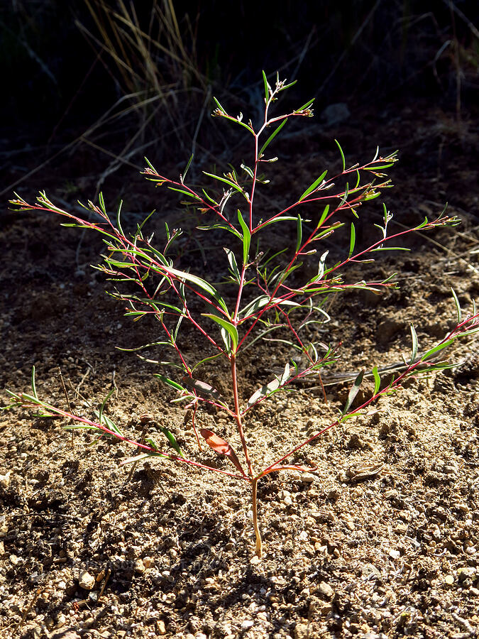 groundsmoke (which?) (Gayophytum sp.) [Dry River Canyon, Deschutes County, Oregon]