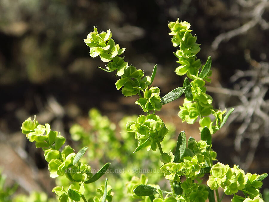 spiny hop-sage (female flowers) (Grayia spinosa (Atriplex spinosa)) [Dry River Canyon, Deschutes County, Oregon]