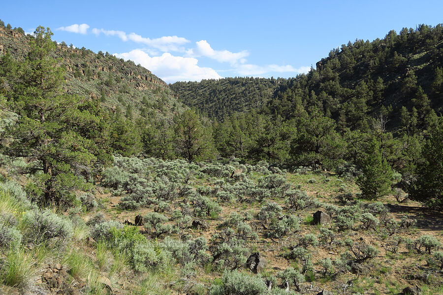 Dry River Canyon [Dry River Canyon, Deschutes County, Oregon]