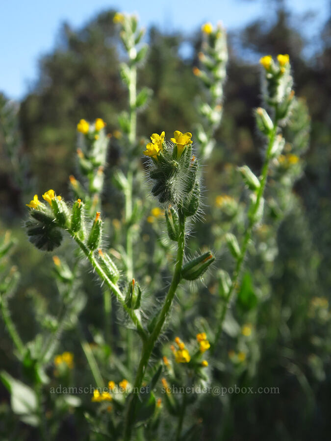 bristly fiddle-neck (Amsinckia tessellata) [Dry River Canyon, Deschutes County, Oregon]