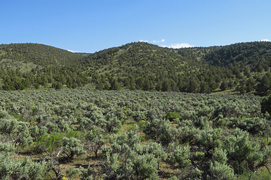 sagebrush flat & Horse Ridge [Horse Ridge, Deschutes County, Oregon]
