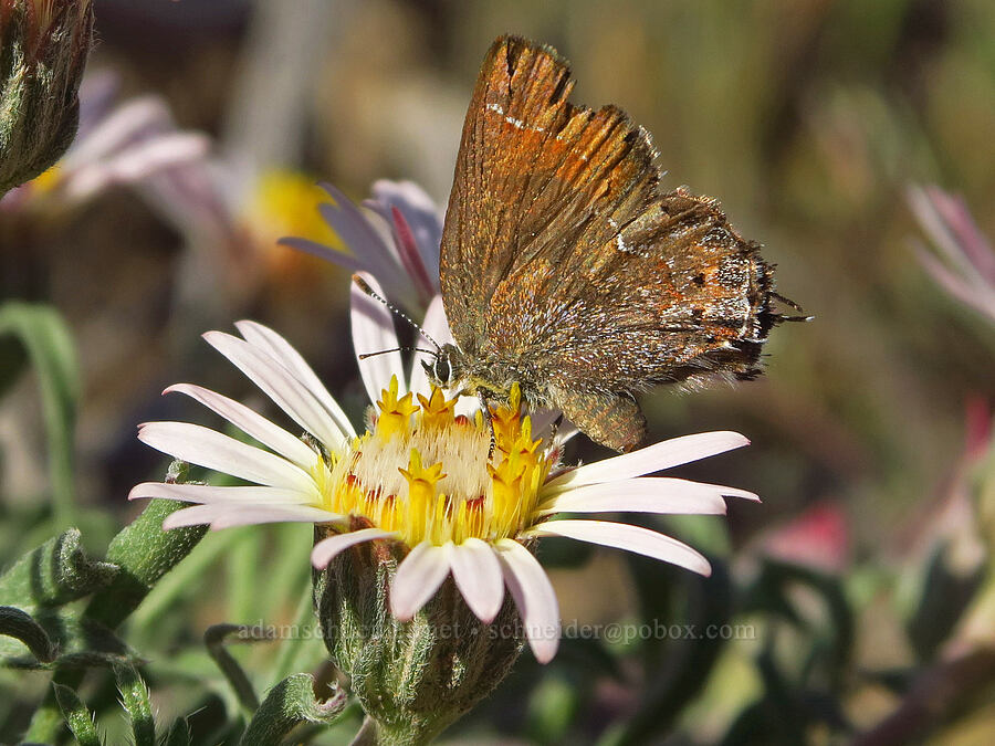 juniper hairstreak butterfly on showy townsendia (Callophrys gryneus, Townsendia florifer (Townsendia florifera)) [Horse Ridge, Deschutes County, Oregon]