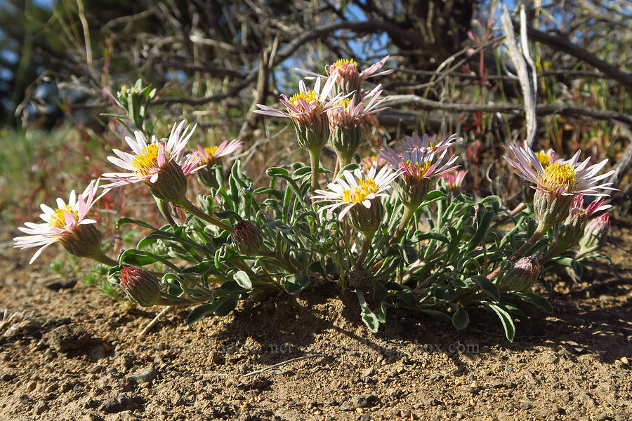 showy townsendia (Townsendia florifer (Townsendia florifera)) [Horse Ridge, Deschutes County, Oregon]