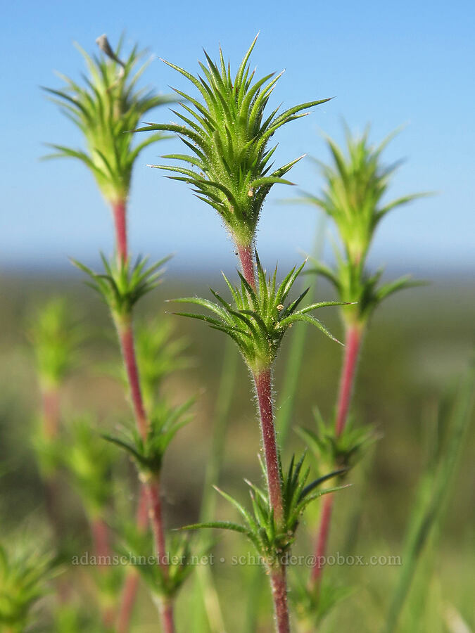 granite prickly-phlox leaves (Linanthus pungens (Leptodactylon pungens)) [Horse Ridge, Deschutes County, Oregon]
