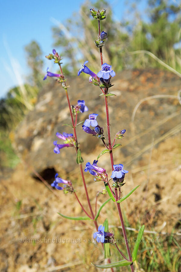 lowly penstemon (Penstemon humilis) [Horse Ridge, Deschutes County, Oregon]