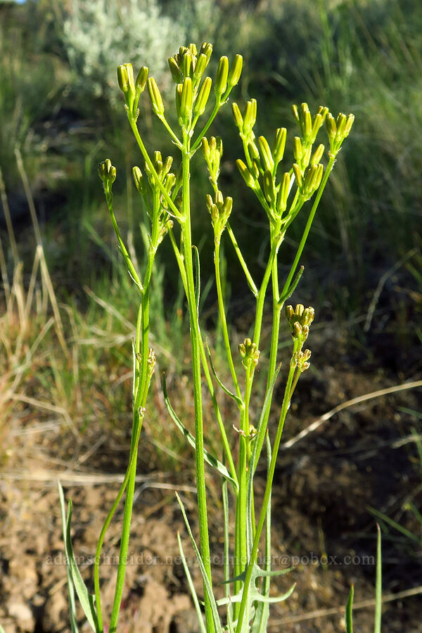 taper-tip hawksbeard, budding (Crepis acuminata) [Horse Ridge, Deschutes County, Oregon]