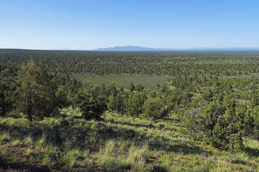 view to the north [Horse Ridge, Deschutes County, Oregon]