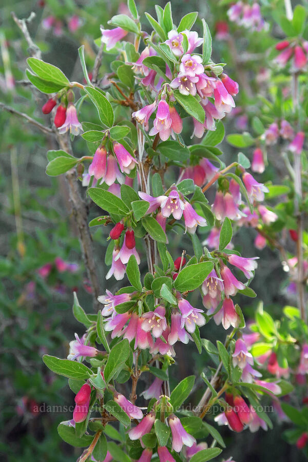 mountain snowberry flowers (Symphoricarpos rotundifolius) [Horse Ridge, Deschutes County, Oregon]