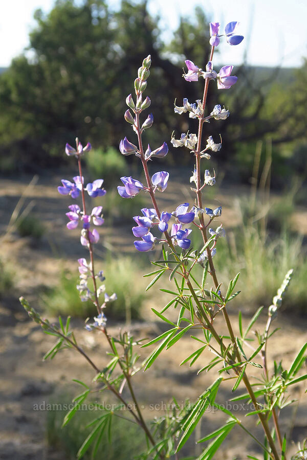 silvery lupine (Lupinus argenteus) [Horse Ridge, Deschutes County, Oregon]