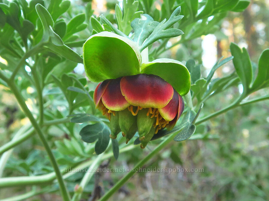 Brown's peony (Paeonia brownii) [Indian Ford Creek, Deschutes County, Oregon]