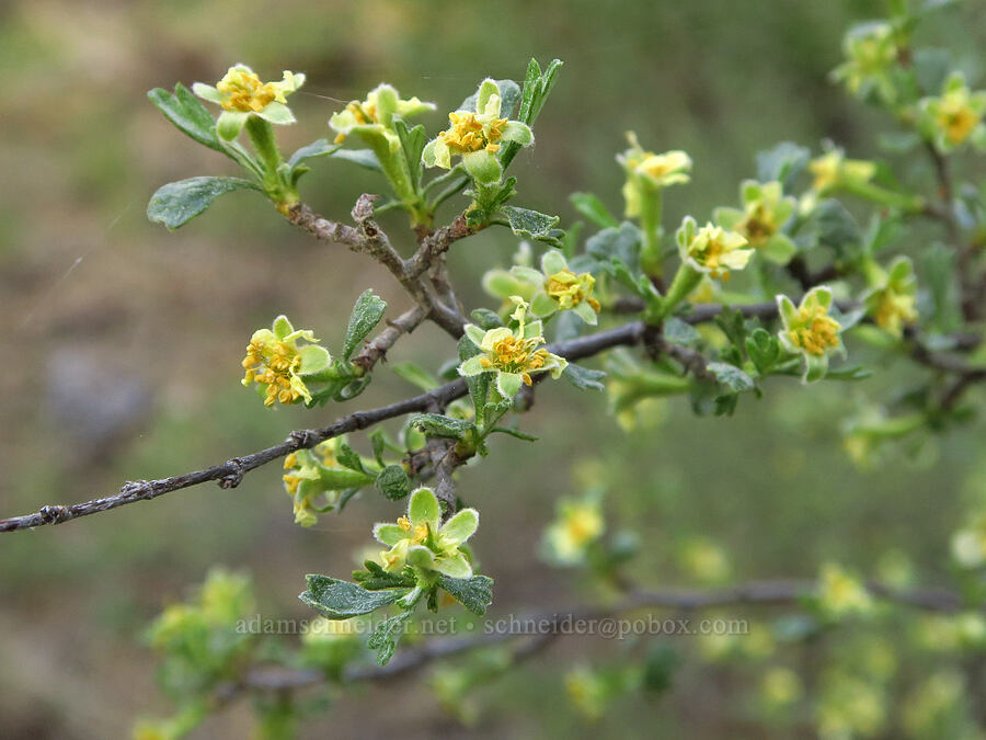 antelope bitter-brush (Purshia tridentata) [Indian Ford Creek, Deschutes County, Oregon]
